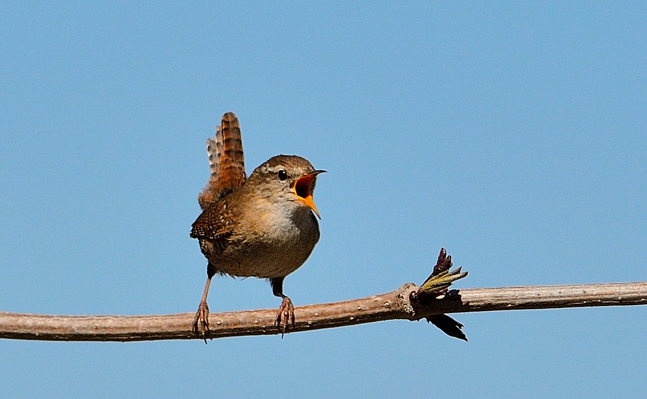 Eurasian Wren
